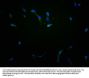 EPHA10 Antibody