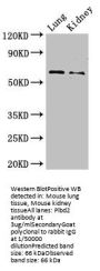 Plbd2 Antibody