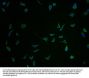 SEZ6 Antibody