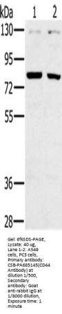 CD44 Antibody