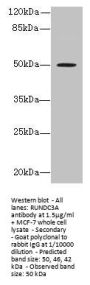 RUNDC3A Antibody