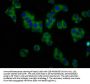 KCNT1 Antibody