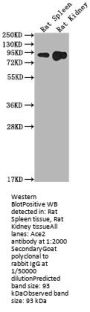 Ace2 Antibody