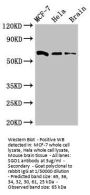 SGO1 Antibody