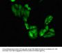 SGO1 Antibody