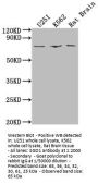 SGO1 Antibody