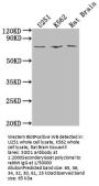 SGO1 Antibody