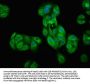 TAF7L Antibody