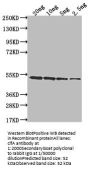 clfA Antibody