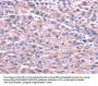 SENP2 Antibody