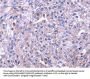 SENP2 Antibody