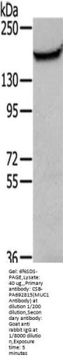MUC1 Antibody