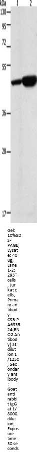 ENO2 Antibody