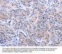 AGT Antibody