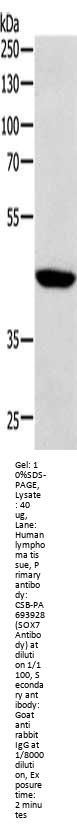 SOX7 Antibody
