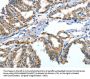 ANGPT2 Antibody