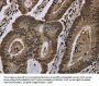 Rabbit anti-human HIST1H2AH polyclonal antibody