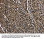 Rabbit anti-human HIST1H2AH polyclonal antibody