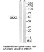 DKK3 Antibody