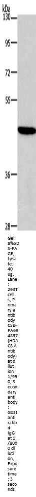 HDAC8 Antibody