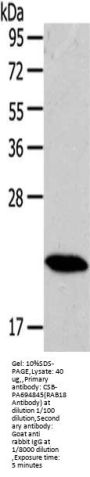 RAB18 Antibody