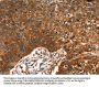 RUNX2 Antibody