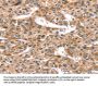 RUNX2 Antibody