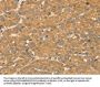 SNX2 Antibody