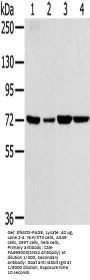 SNX2 Antibody