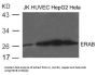 HSD17B10 Antibody