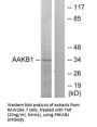 PRKAB1 Antibody
