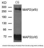 MAP2 Antibody