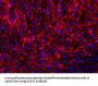 MAP2 Antibody