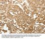 TXN Antibody