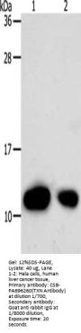 TXN Antibody