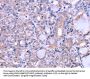 THRSP Antibody