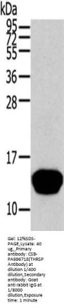 THRSP Antibody