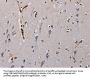 Rabbit anti-human PLCB3 polyclonal antibody