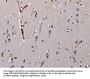 PLCB3 Antibody