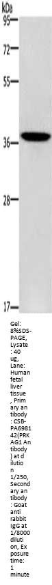 PRKAG1 Antibody