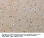 AATK Antibody