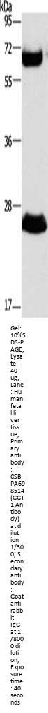 GGT1 Antibody