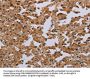IFRD1 Antibody