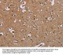 IFRD1 Antibody