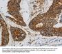 CCNF Antibody