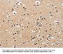 CKMT2 Antibody