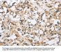 CKMT2 Antibody