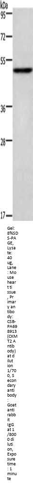 CKMT2 Antibody