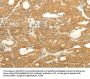 SOX2 Antibody