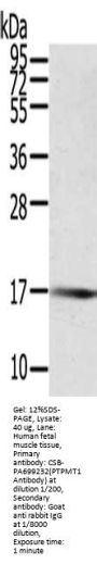 PTPMT1 Antibody